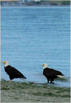 The Quintessa on Whidbey Island beach eagles
